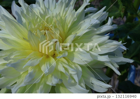 色鮮やかな大輪 色鮮やかな大輪 132116940