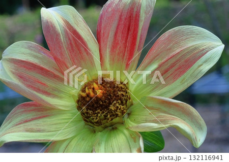 色鮮やかな大輪 色鮮やかな大輪 132116941