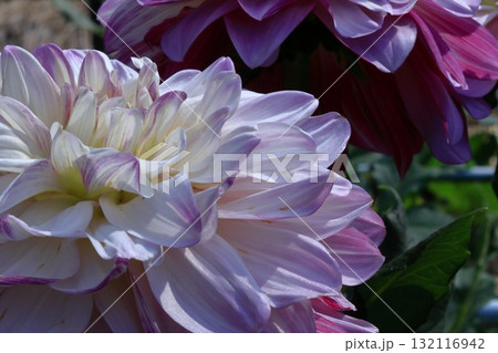 色鮮やかな大輪 132116942