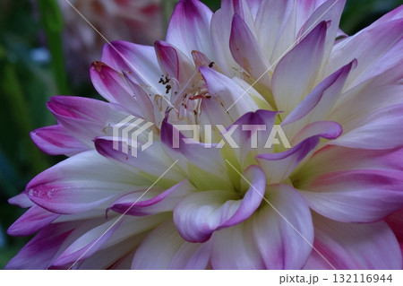 色鮮やかな大輪 132116944