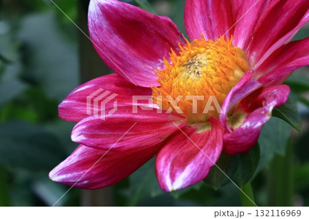 色鮮やかな大輪 132116969