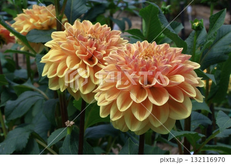 色鮮やかな大輪 色鮮やかな大輪 132116970