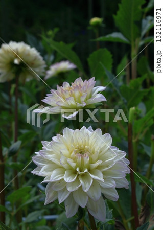 色鮮やかな大輪 132116971