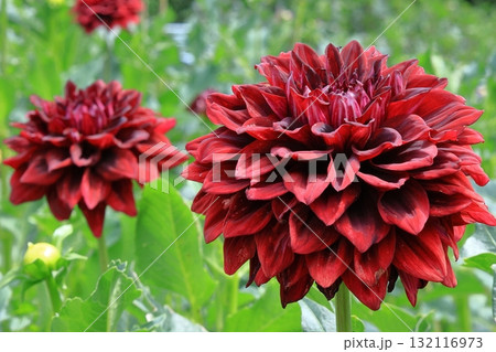 色鮮やかな大輪 132116973