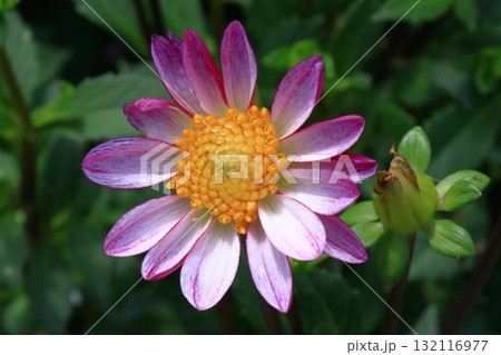 色鮮やかな大輪 132116977