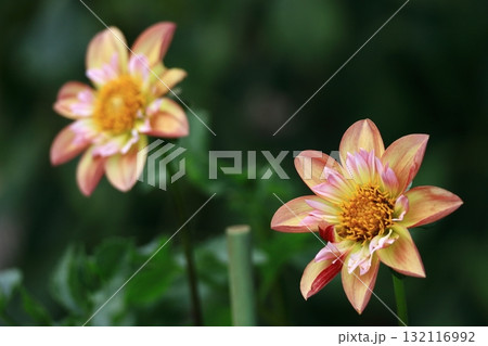 色鮮やかな大輪 132116992