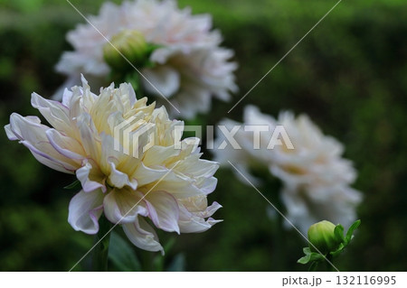 色鮮やかな大輪 132116995