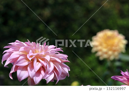 色鮮やかな大輪 132116997