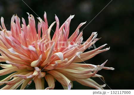 色鮮やかな大輪 132117000