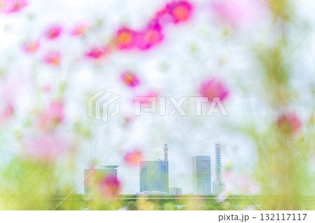 「埼玉県」見沼田んぼ秋の風景 132117117