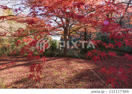 真っ赤な紅葉 132117369