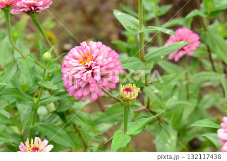 植物:ヒャクニチソウ キク科 植物:ヒャクニチソウ キク科 132117438