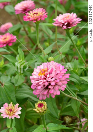 植物：ヒャクニチソウ　キク科 132117440