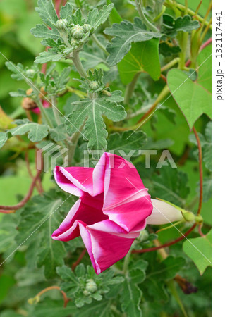 植物:アサガオ ヒルガオ科 植物:アサガオ ヒルガオ科 132117441