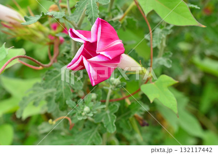 植物:アサガオ ヒルガオ科 植物:アサガオ ヒルガオ科 132117442