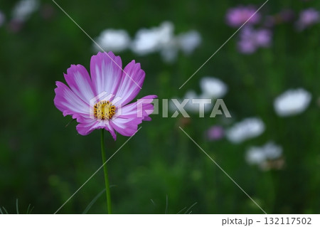 秋風に揺れて咲く 秋風に揺れて咲く 132117502