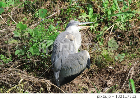 アオサギ 132117512