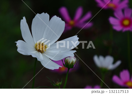 秋風に揺れて咲く 132117513