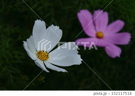 秋風に揺れて咲く 秋風に揺れて咲く 132117518