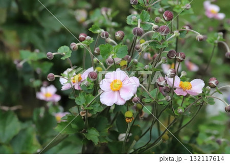 秋の庭に咲くピンク色のシュウメイギクの花 132117614