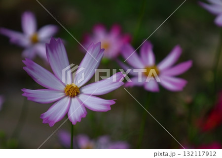 秋風に揺れて咲く 132117912