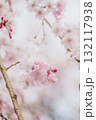 春の訪れを告げる枝垂れ桜のパステル風景 132117938
