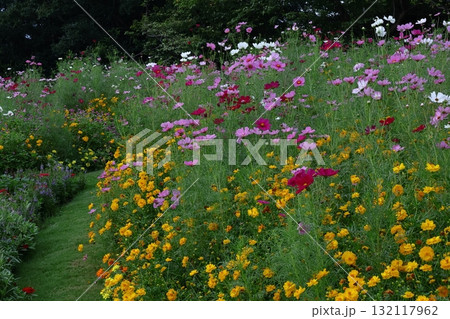秋風に揺れて咲く 秋風に揺れて咲く 132117962