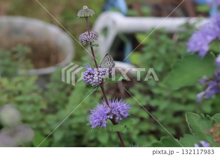 秋の庭に咲く紫色のダンギクの花の蜜を吸うヤマトシジミ蝶 秋の庭に咲く紫色のダンギクの花の蜜を吸うヤマトシジミ蝶 132117983