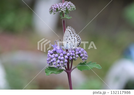 秋の庭に咲く紫色のダンギクの花の蜜を吸うヤマトシジミ蝶 132117986