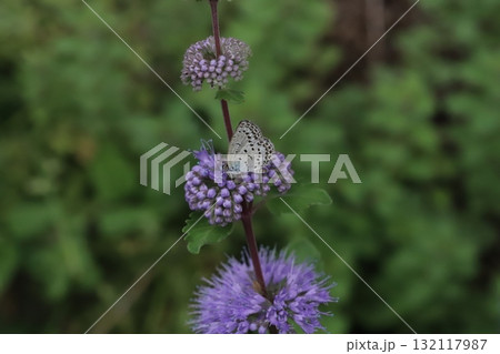 秋の庭に咲く紫色のダンギクの花の蜜を吸うヤマトシジミ蝶 132117987