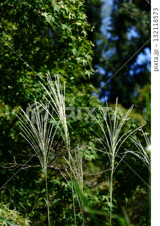 日本の秋を象徴する花 日本の秋を象徴する花 132118573