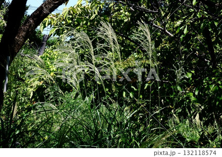 日本の秋を象徴する花 132118574