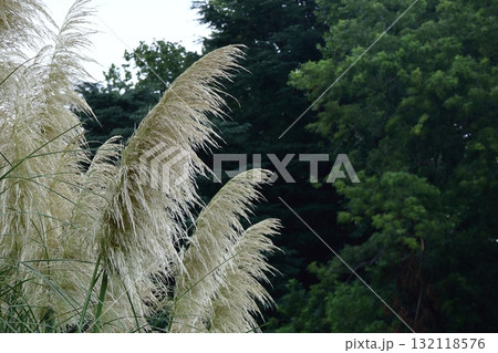 日本の秋を象徴する花 日本の秋を象徴する花 132118576