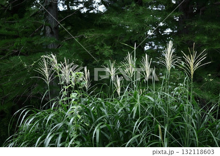 日本の秋を象徴する花 日本の秋を象徴する花 132118603