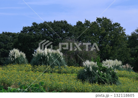 日本の秋を象徴する花 日本の秋を象徴する花 132118605