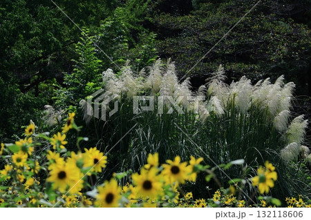 日本の秋を象徴する花 132118606