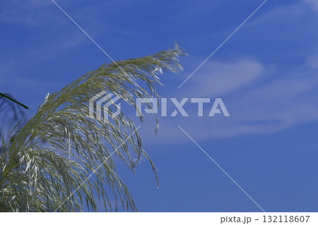 日本の秋を象徴する花 日本の秋を象徴する花 132118607