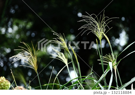 日本の秋を象徴する花 132118884