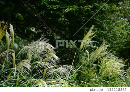日本の秋を象徴する花 132118885
