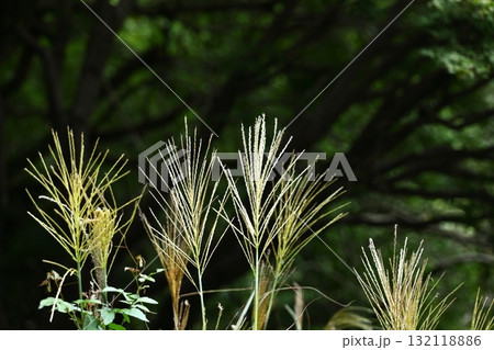 日本の秋を象徴する花 132118886