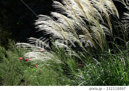 日本の秋を象徴する花 日本の秋を象徴する花 132118897