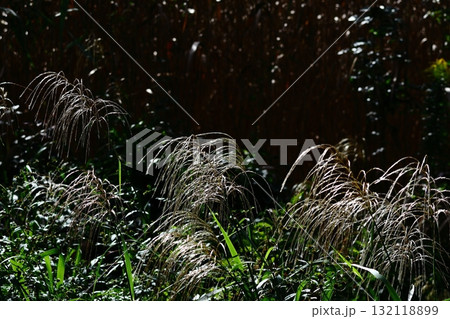 日本の秋を象徴する花 132118899
