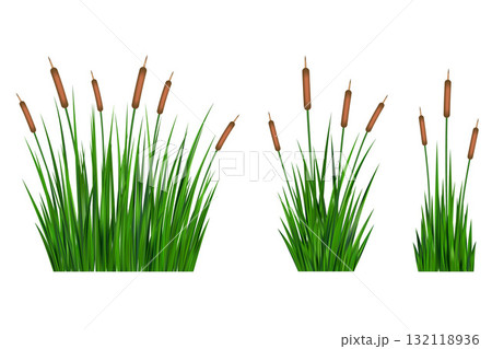 Grass reed vector illustrations isolated on white background. Tall bulrush on swamp and lake. River bank wild green shrubs. Coastal summer nature with aquatic plants Grass reed vector illustrations isolated on white background. Tall bulrush on swamp and lake. River bank wild green shrubs. Coastal summer nature with aquatic plants 132118936