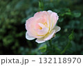 淡いピンク色のバラ 132118970