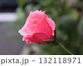 ピンクのバラ 132118971
