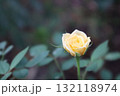 黄色のバラ 132118974