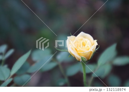 黄色のバラ 黄色のバラ 132118974