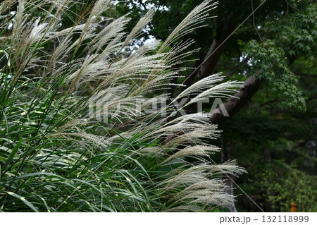 日本の秋を象徴する花 132118999