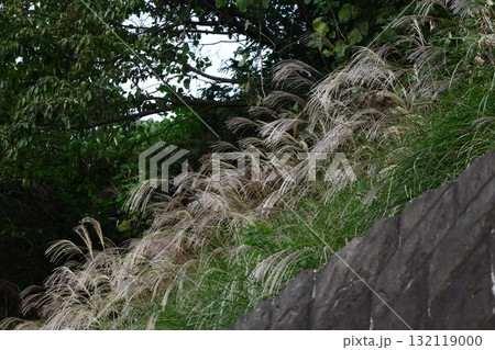 日本の秋を象徴する花 日本の秋を象徴する花 132119000