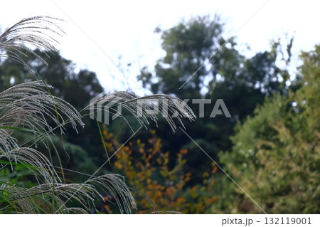 日本の秋を象徴する花 132119001